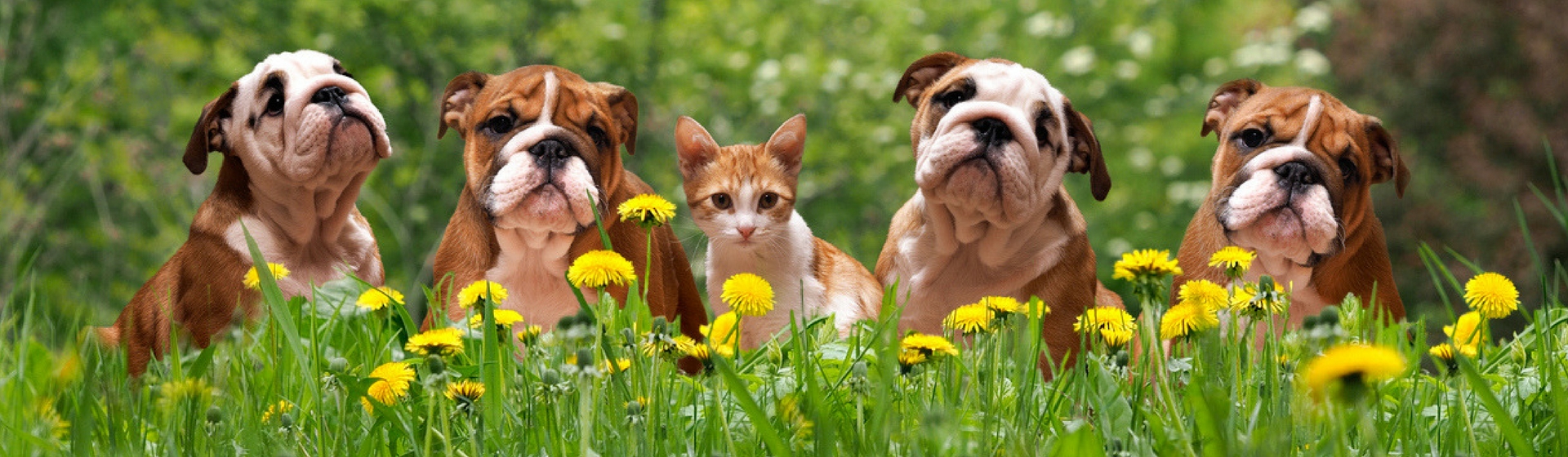 El peligro de la primavera para tu perro (Istock)
