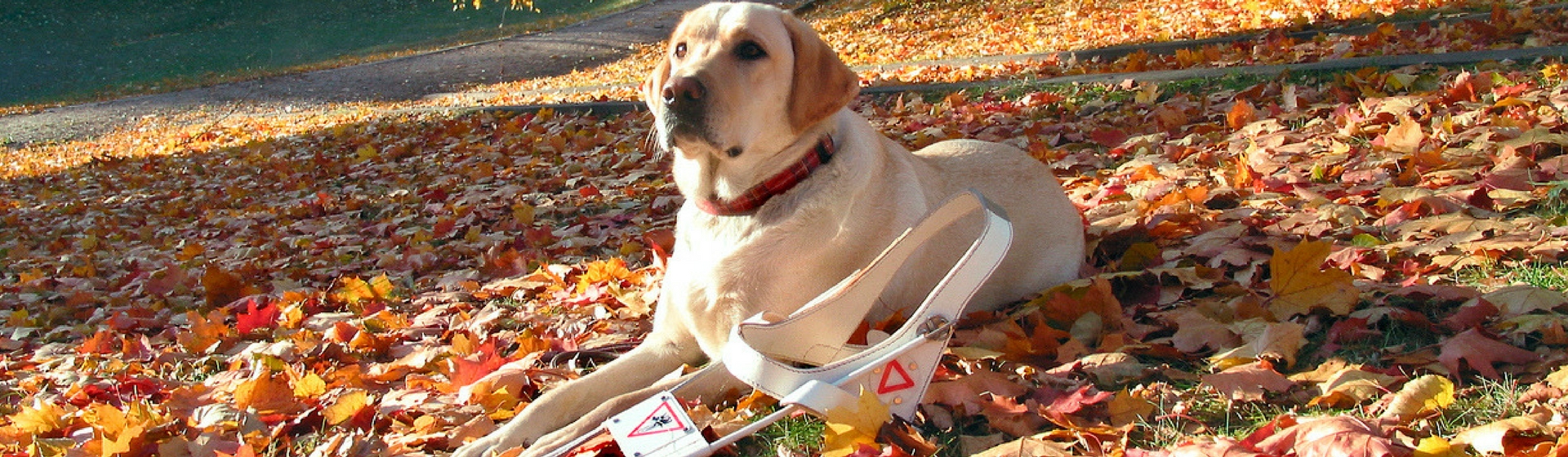 9 curiosidades sobre los perros guía que te van a sorprender (Istock)