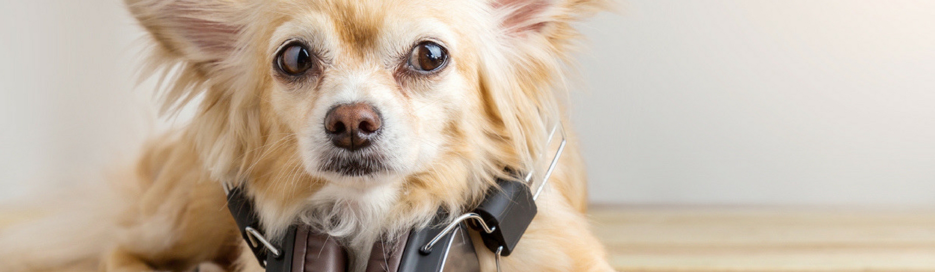 Te presentamos el 'top 10' de canciones para que escuche tu perro (Istock)