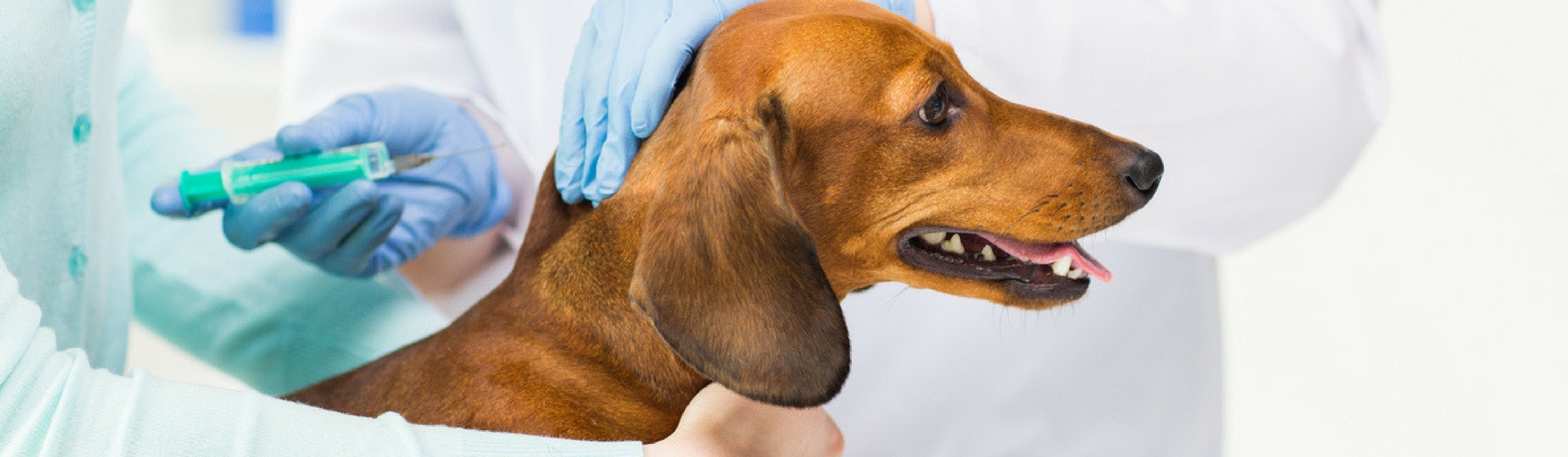 Las vacunas para tu perro son imprescindibles (Istock)