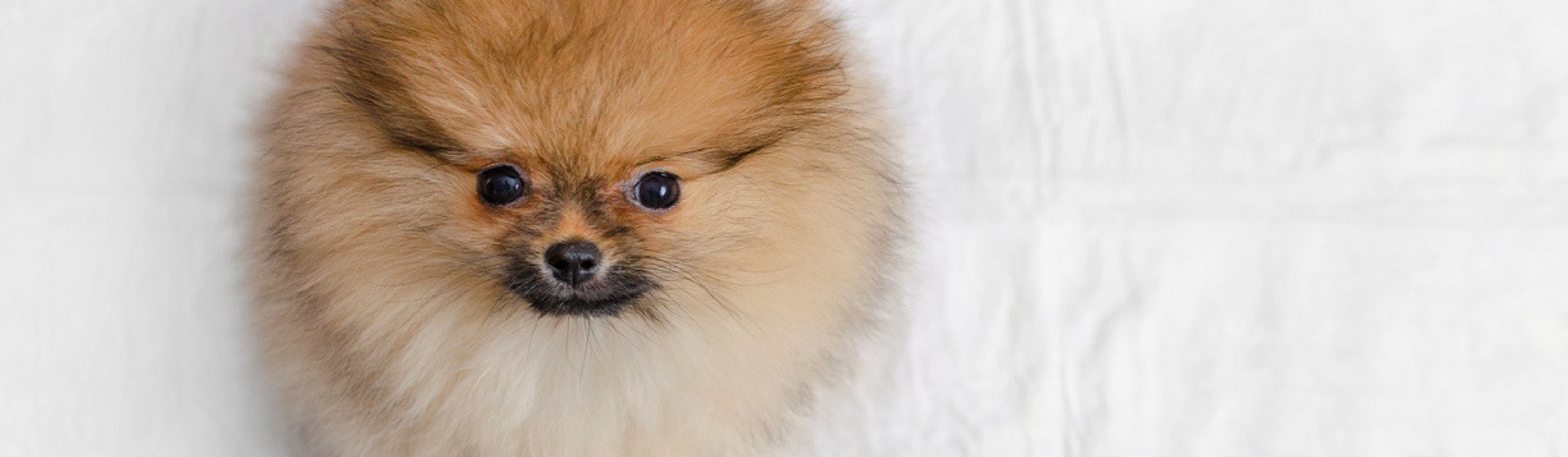 Trucos para que tu perro no haga pis en casa (Istock)