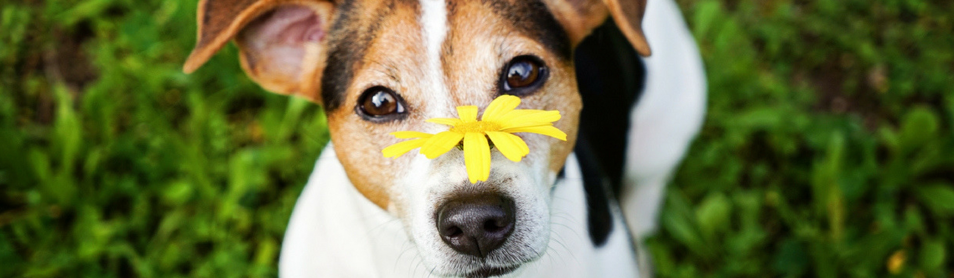 ¿Puede padecer mi mascota alergia estacional? (Istock)
