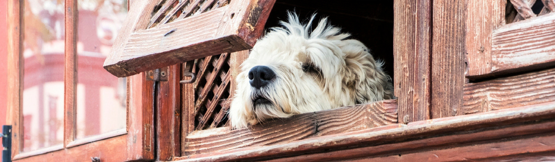 Este es el motivo por el que a los perros les gusta sacar la cabeza por la ventana (Istock)