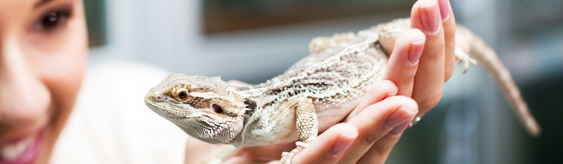 5 reptiles que puedes tener como mascota (Istock)