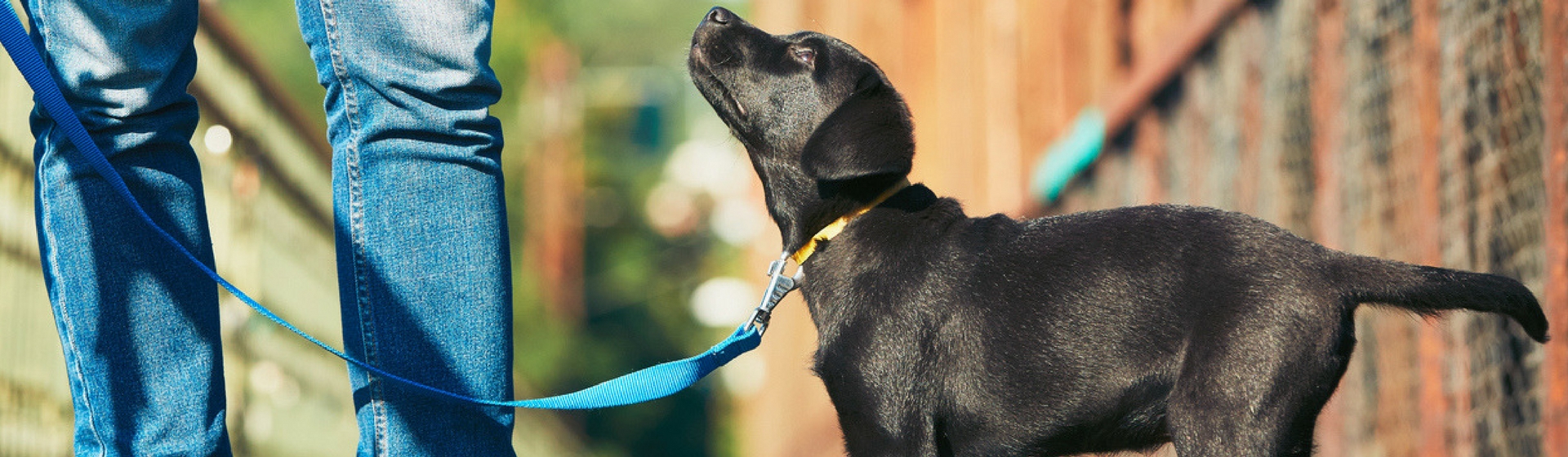Cómo educar a tu perro desde cero (Istock)