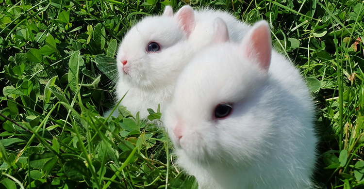 A pesar de ser muy monos, los conejos toy son los más miedosos (iStock)