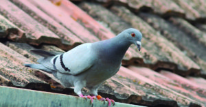 A pesar de su fama, la paloma es más lista de lo que parece (iStock)