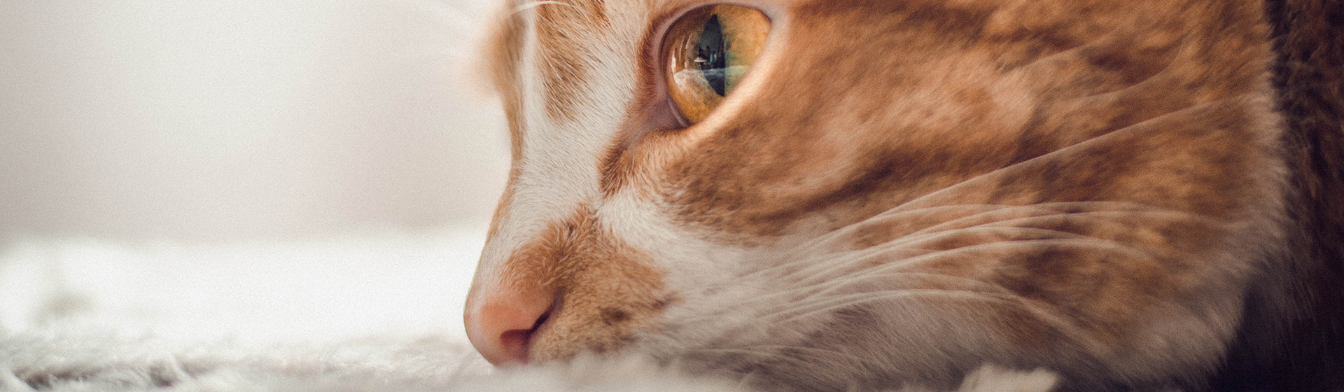 Algunos gatos simplemente no son de ronronear (Unsplash)