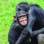 Compartimos mucho con los chimpancés (iStock)