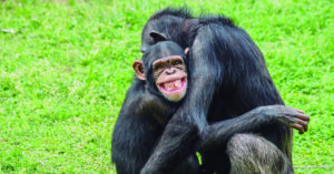 Compartimos mucho con los chimpancés (iStock)