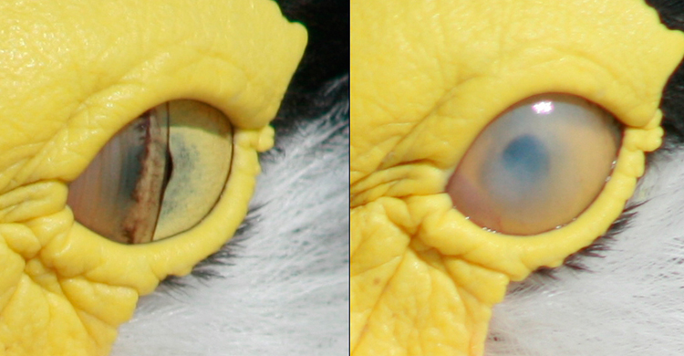 De Toby Hudson - Trabajo propio (Wikipedia)