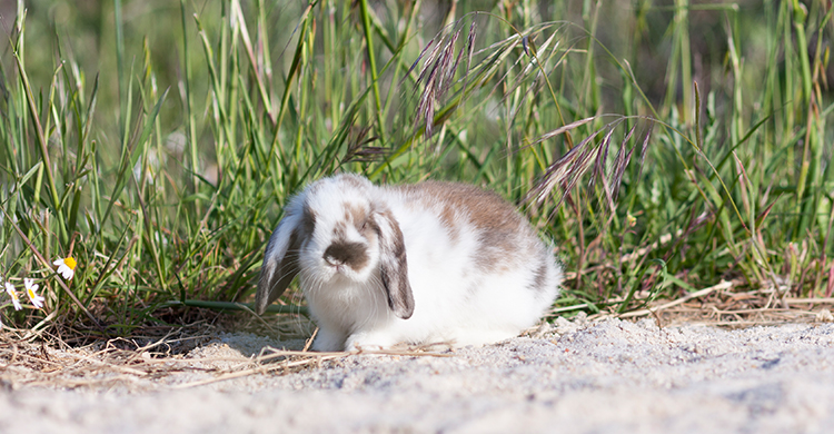 El belier tiene unas orejas muy características (iStock)