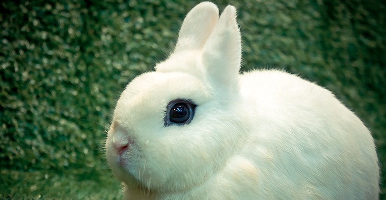 El conejo blanco de Hotot es muy caracterísitco de los trucos de magia (iStockI