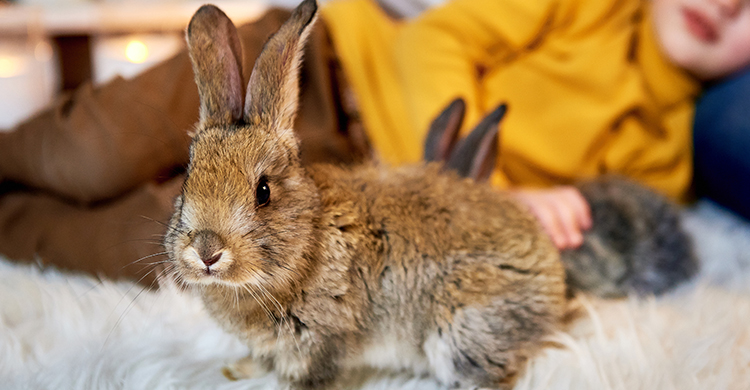 El rex es el conejo más común (iStock)