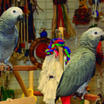 En las tiendas de animales hay multitud de juguetes (iStock)