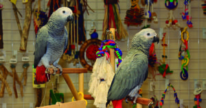 En las tiendas de animales hay multitud de juguetes (iStock)