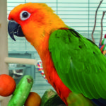 Es importante que limen el pico (iStock)