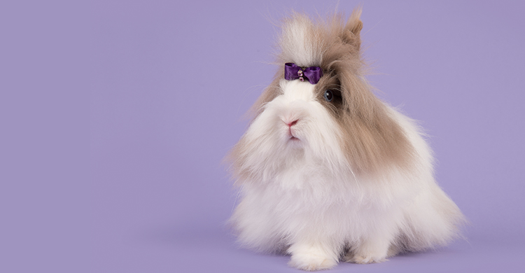 Estos conejos pueden ser un poco tímidos (iStock)