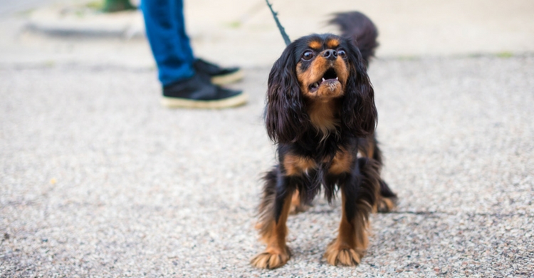 Interpretar los ladridos de tu perro es fundamental (Istock)