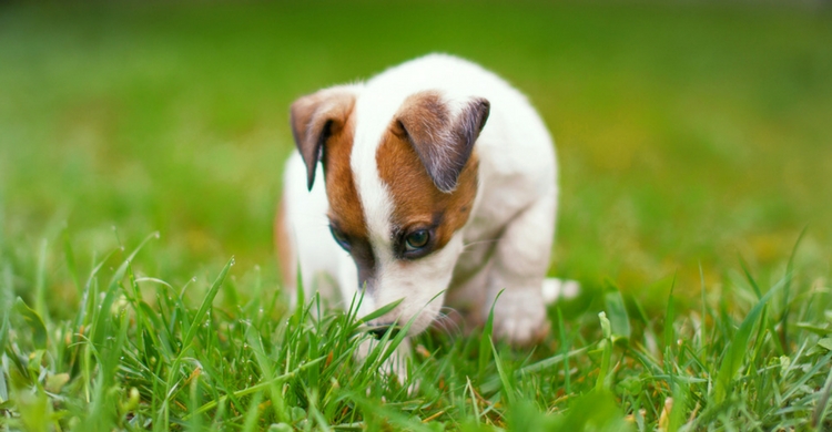 La capacidad olfativa del perro es 50 veces mayor que la de las personas (Istock)