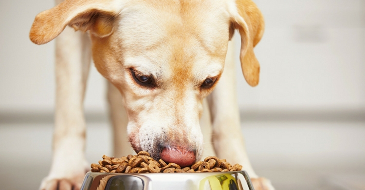 Cambia su pienso cada cierto tiempo (Istock)