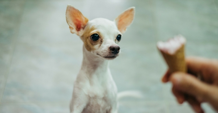 Lo mejor, el pienso (Istock)