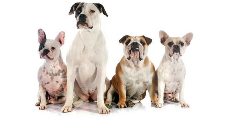 A pesar de que sus rasgos sean toscos, todos ellos son muy amorosos (Istock)
