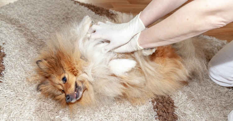 El perro tendrá que estar tumbado sobre su costado derecho (Istock)