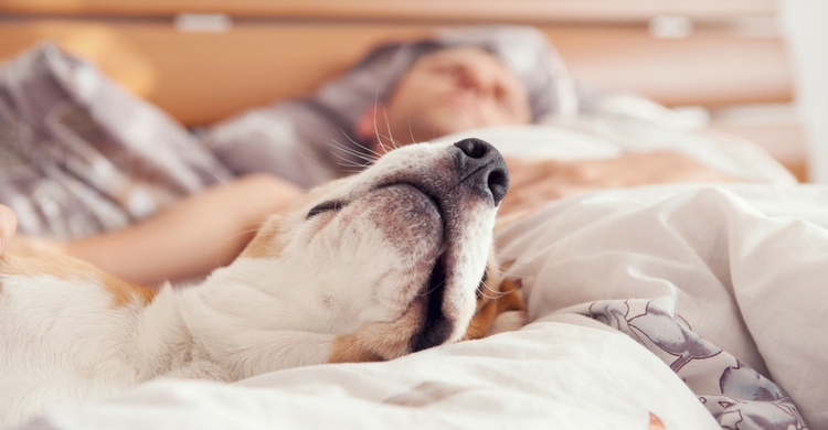 Los perros duermen una hora de 17 horas al día (Istock)