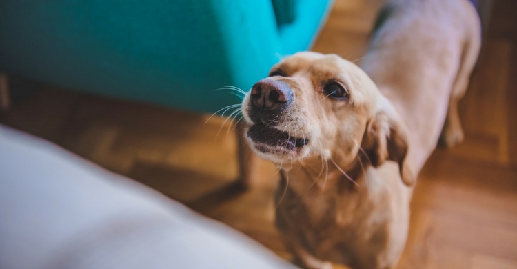 No todos los ladridos son iguales (Istock)