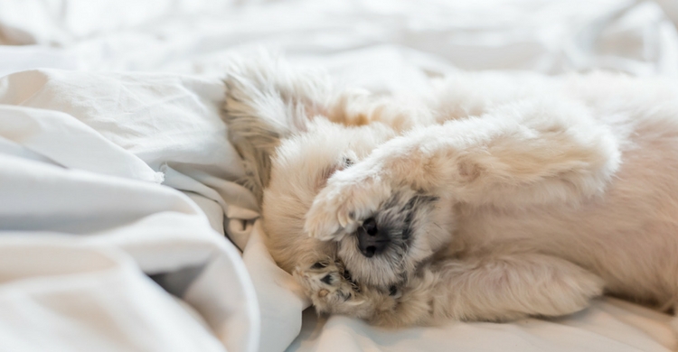 Evita que tu perro lo pase mal y prescinde de esas sustancias (Istock)