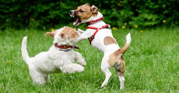 El miedo es uno de los principales motivos de su comportamiento (Istock)