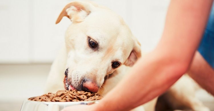 Con unos sencillos trucos tu mascota comerá de nuevo su comida (Istock)