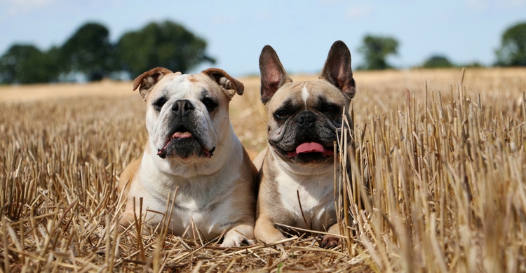 Parecen similares, pero en realidad son muy diferentes (Istock)
