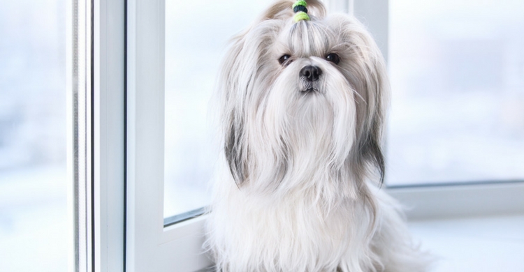 Tienes que ponerte firme si quieres que tu mascota te obedezca (Istock)