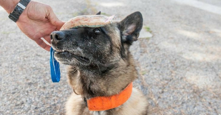 La labor de Elton es fundamental (Foto: Twitter Guardia Civil)