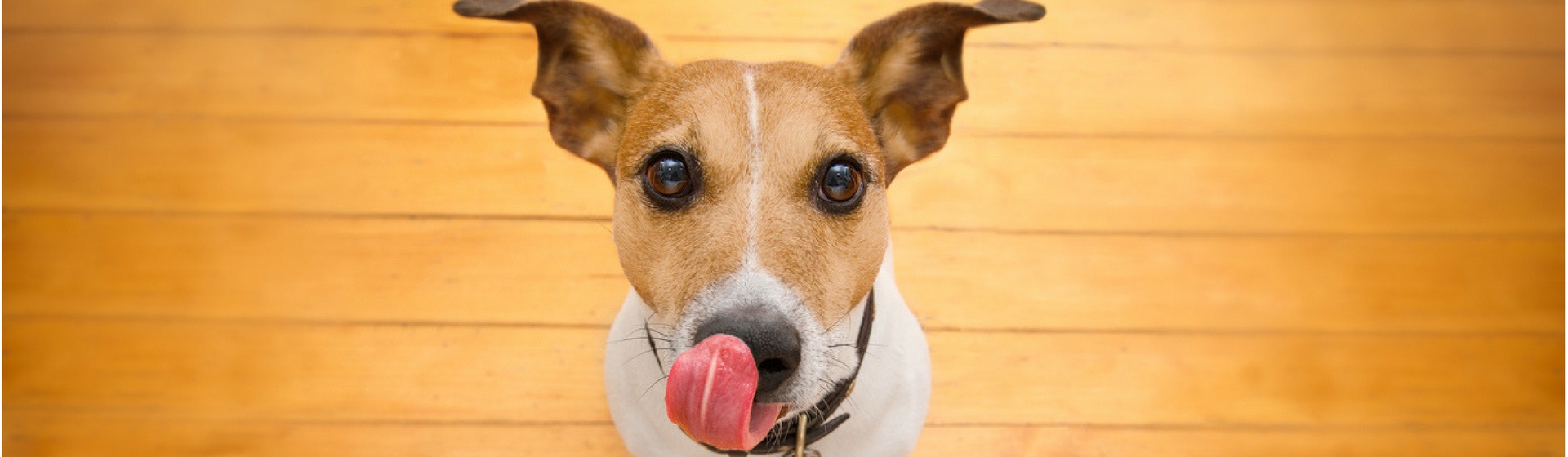 5 formas de hacer que tu perro se coma su pienso (Istock)