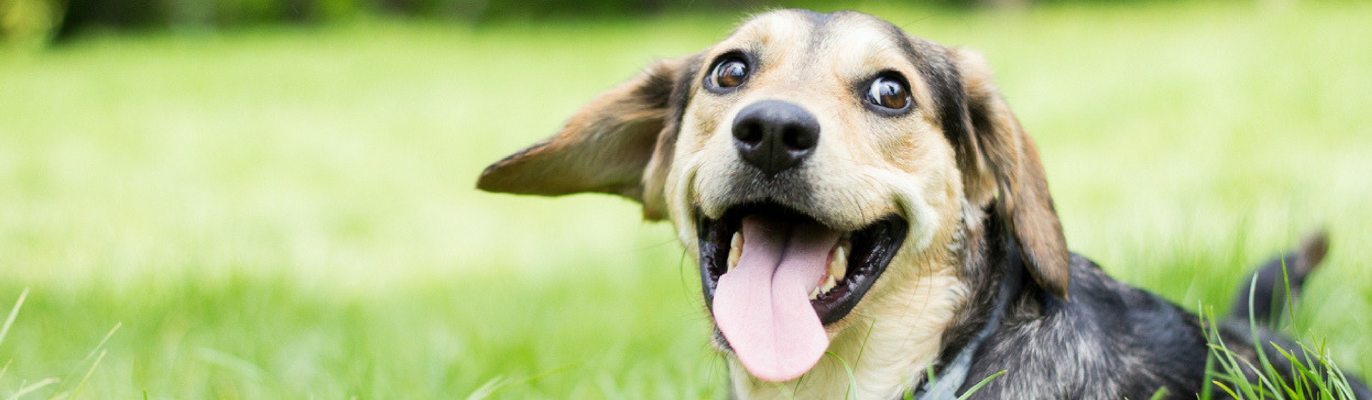 Cómo evitar que tu perro tenga pulgas o garrapatas (Istock)