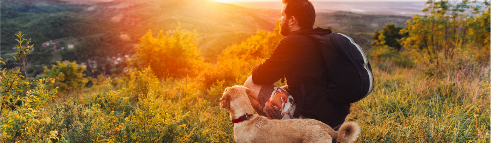6 consejos para hacer el camino de Santiago con tu perro (Istock)