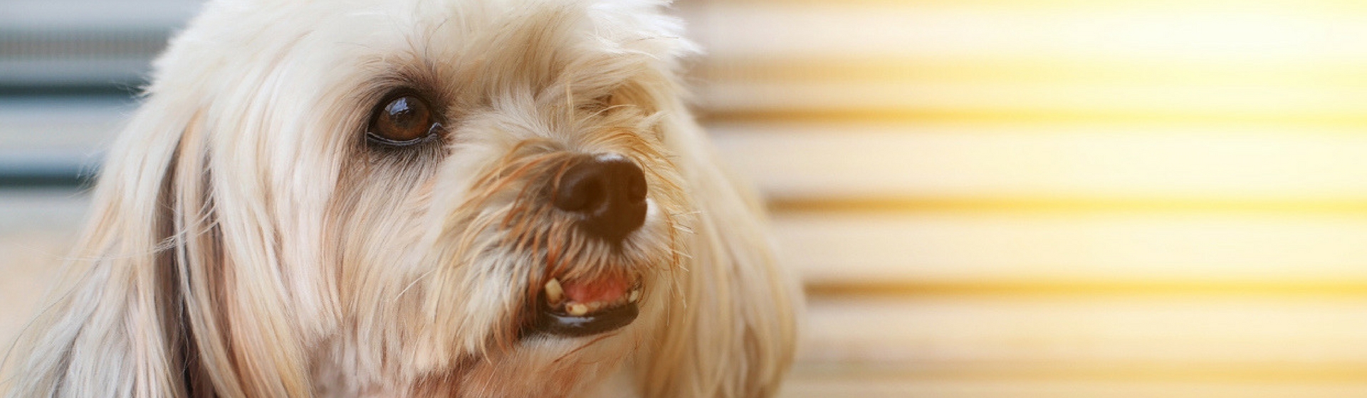 Primeros auxilios para tu perro que le pueden salvar la vida (Istock)