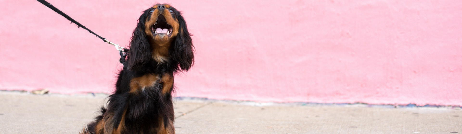 ¿Qué hago si mi perro muerde a un familiar? (Istock)