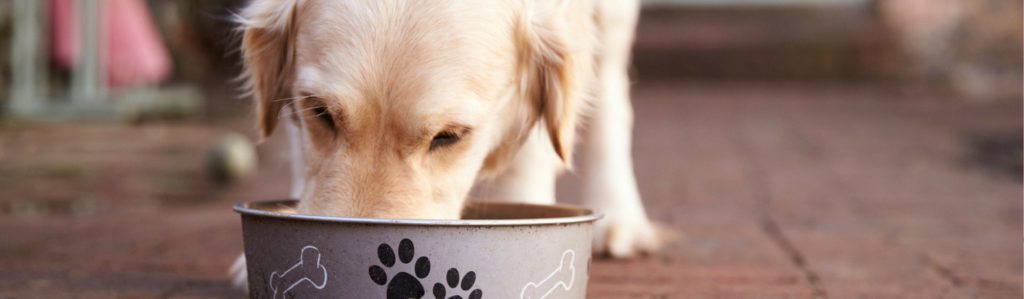 Dar chía a tu perro puede beneficiar su salud (Istock)