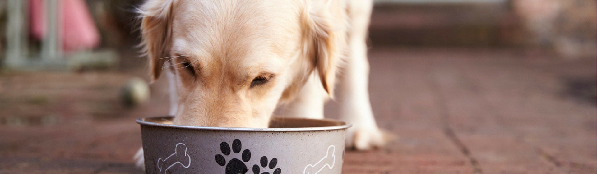 Dar chía a tu perro puede beneficiar su salud (Istock)