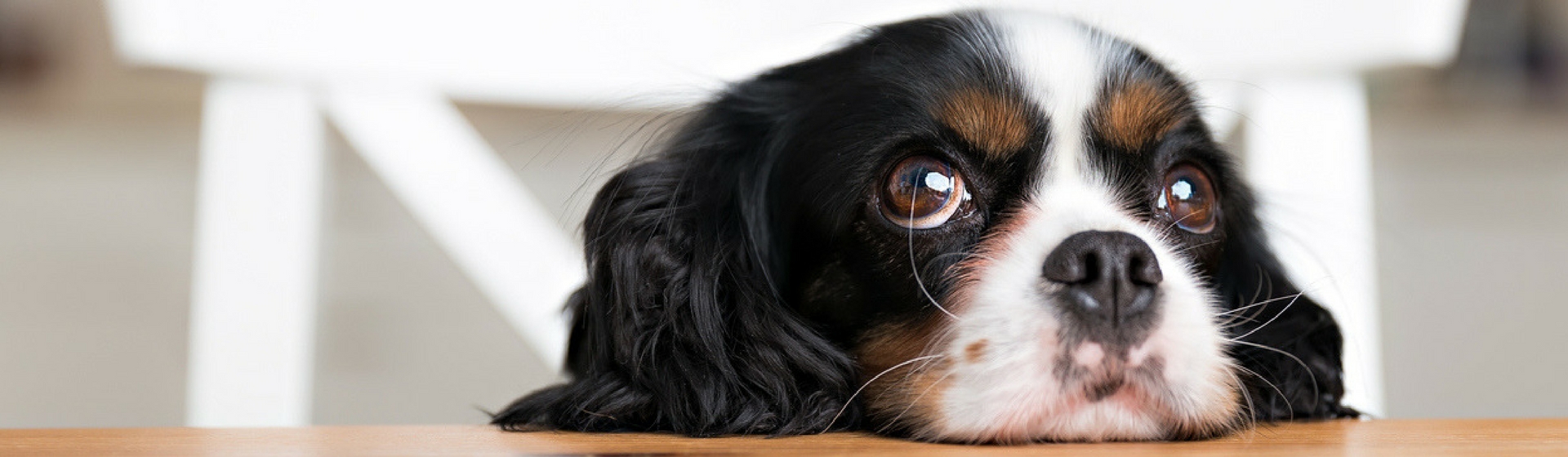 Limpia las legañas de tu perro en 4 pasos (Istock)