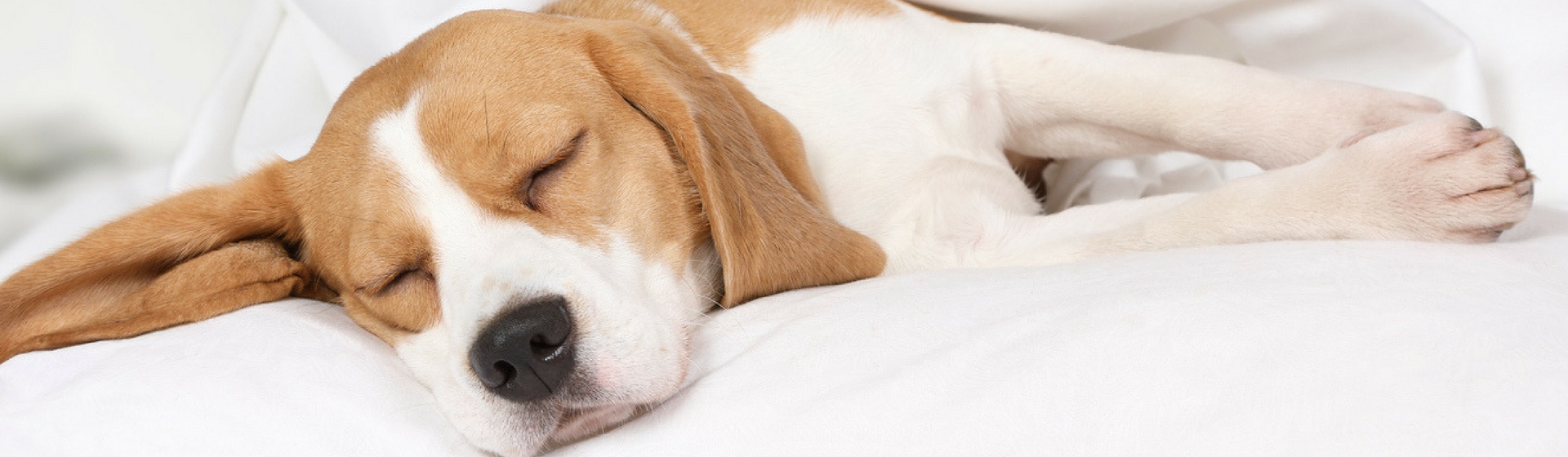 Mi perro se mueve mucho cuando duerme, ¿qué le pasa? (Istock)