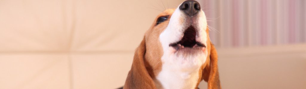 Esto es lo que significa el ladrido de tu perro (Istock)