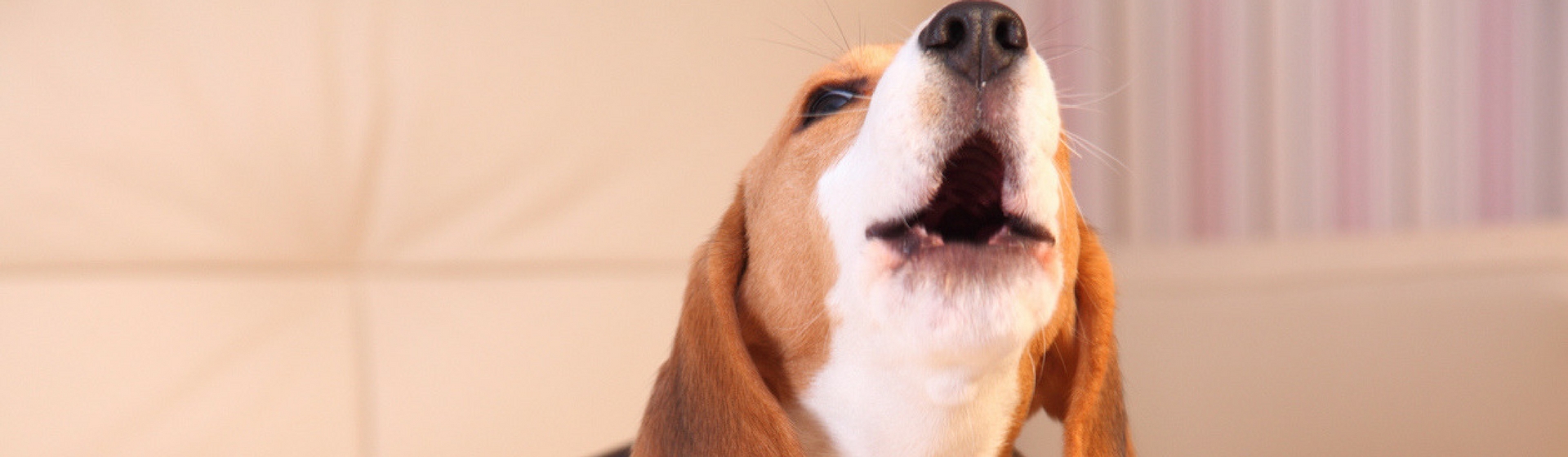 Esto es lo que significa el ladrido de tu perro (Istock)