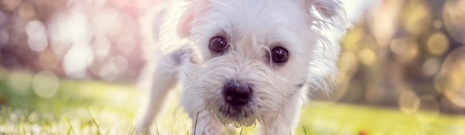 6 olores que tu perro odia (Istock)