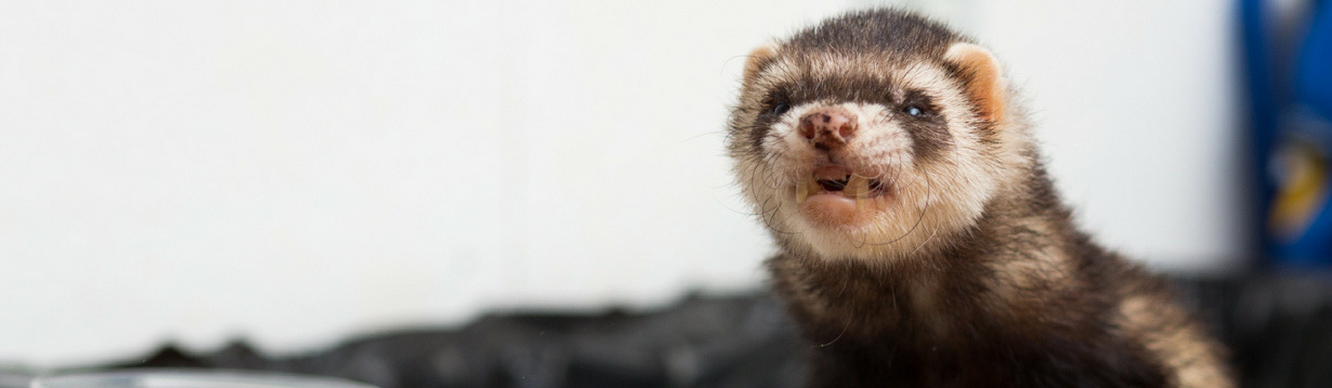 7 alimentos que no puedes dar a tu hurón (Istock)