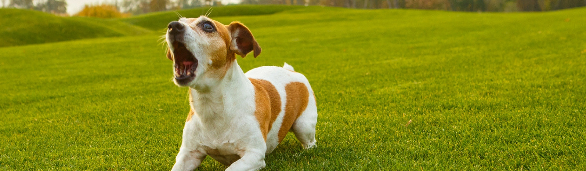 Cómo calmar la agresividad de tu perro (Istock)